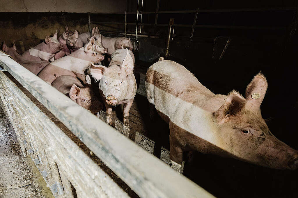 Maiali stipati in un allevamento intensivo rinchiusi in una gabbia stretta, senza accesso all'aria aperta Maiali stipati in un allevamento intensivo rinchiusi in una gabbia stretta, senza accesso all'aria aperta