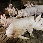 Le 5 aziende che guadagnano di più dagli allevamenti intensivi in Italia