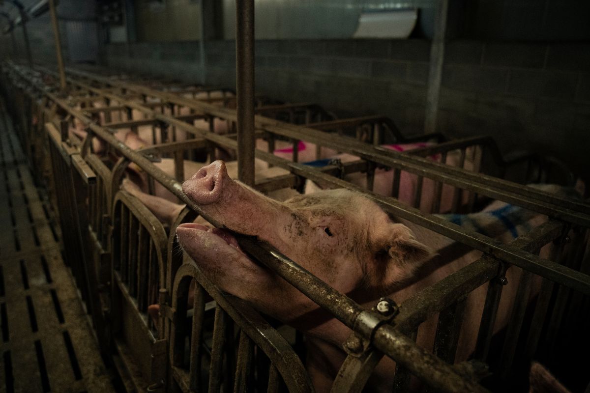 La verità dietro gli allevamenti intensivi di maiali, tra animali feriti, ratti e sporcizia. La nuova indagine