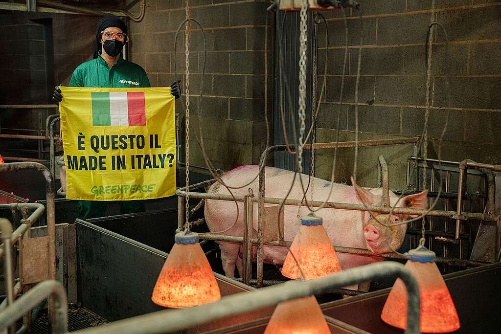 Attivista di Greenpeace all'interno dell'allevamento intensivo regge uno striscione con la scritta "È questo il Made in Italy?" Attivista di Greenpeace all'interno dell'allevamento intensivo regge uno striscione con la scritta "È questo il Made in Italy?"