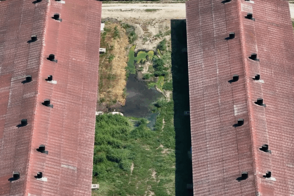 Perdita di liquami dal sistema di smaltimento dei rifiuti dell'allevamento La Pellegrina composti probabilmente da feci e urine dei maiali Perdita di liquami dal sistema di smaltimento dei rifiuti dell'allevamento La Pellegrina composti probabilmente da feci e urine dei maiali