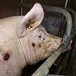 Dopo il nostro esposto, l’allevamento intensivo “La Pellegrina” è stato multato e posto sotto sequestro!