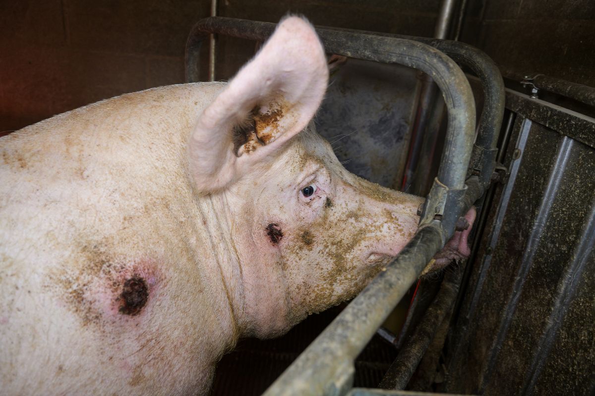 Dopo il nostro esposto, l’allevamento intensivo “La Pellegrina” è stato multato e posto sotto sequestro!