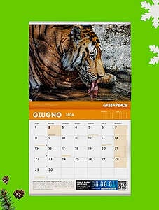 Calendario 2026 di Greenpeace che mostra il mese di giugno e l'immagine di una tigre che si abbevera