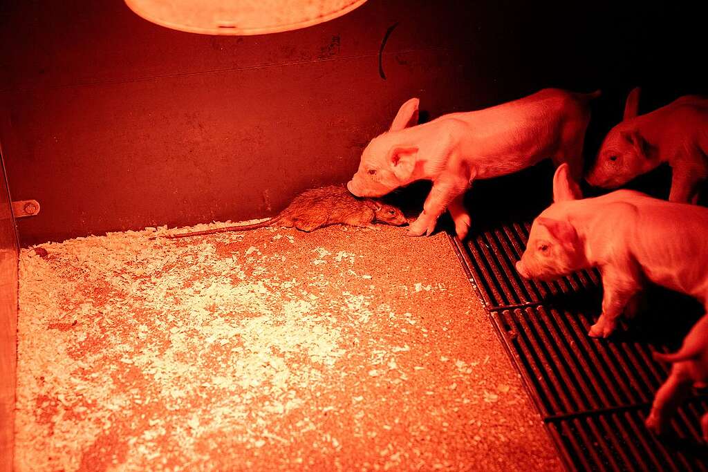 Un suinetto avvicina il naso a un ratto che si trova all'interno della propria gabbia Un suinetto avvicina il naso a un ratto che si trova all'interno della propria gabbia