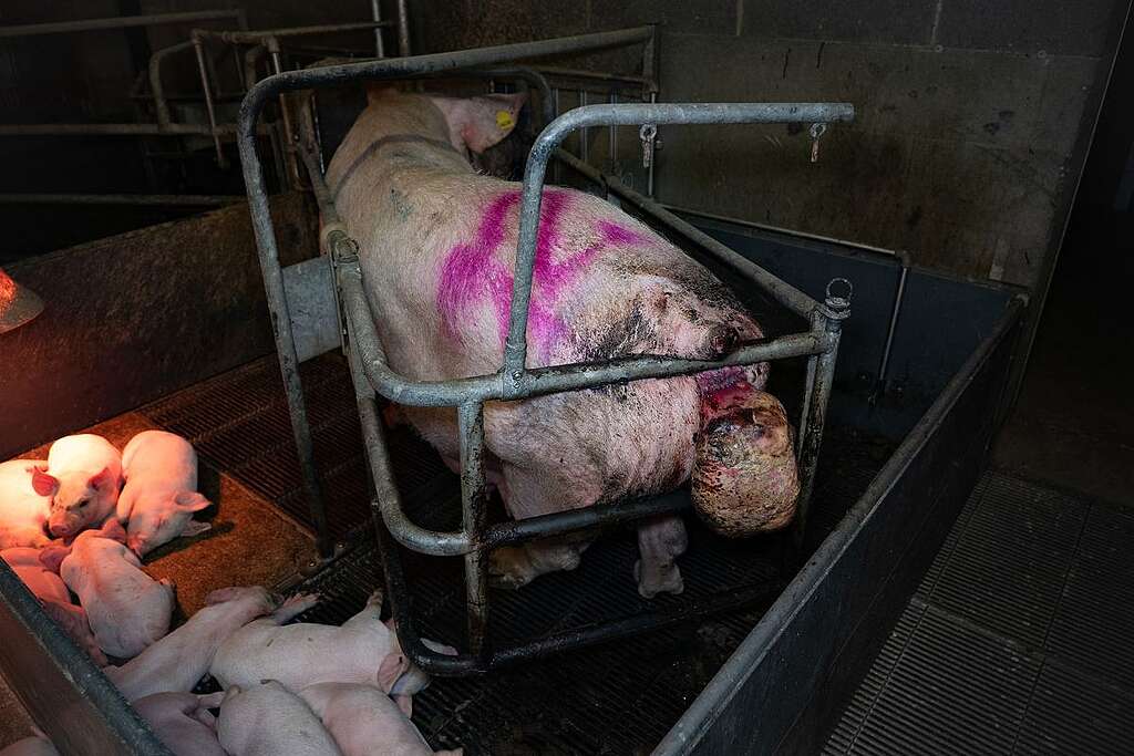 Una scrofa chiusa in gabbia mostra un evidente prolasso uterino Una scrofa chiusa in gabbia mostra un evidente prolasso uterino