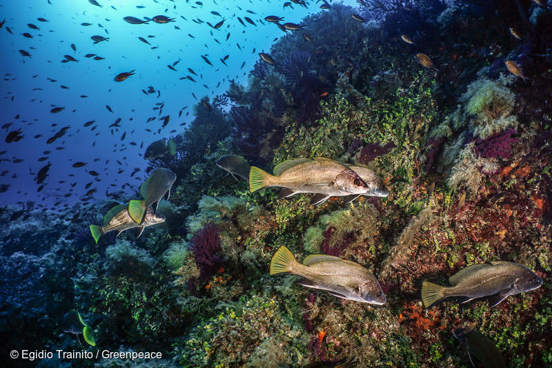 AMPower: Il progetto di Greenpeace e Blue Marine Foundation