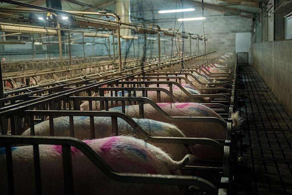 Una fila di maiali in gabbia, con dei segni fucsia sulla schiena, si snoda all'interno dell'allevamento intensivo dell'azienda La Pellegrina Una fila di maiali in gabbia, con dei segni fucsia e blu sulla schiena, si snoda all'interno dell'allevamento intensivo dell'azienda La Pellegrina