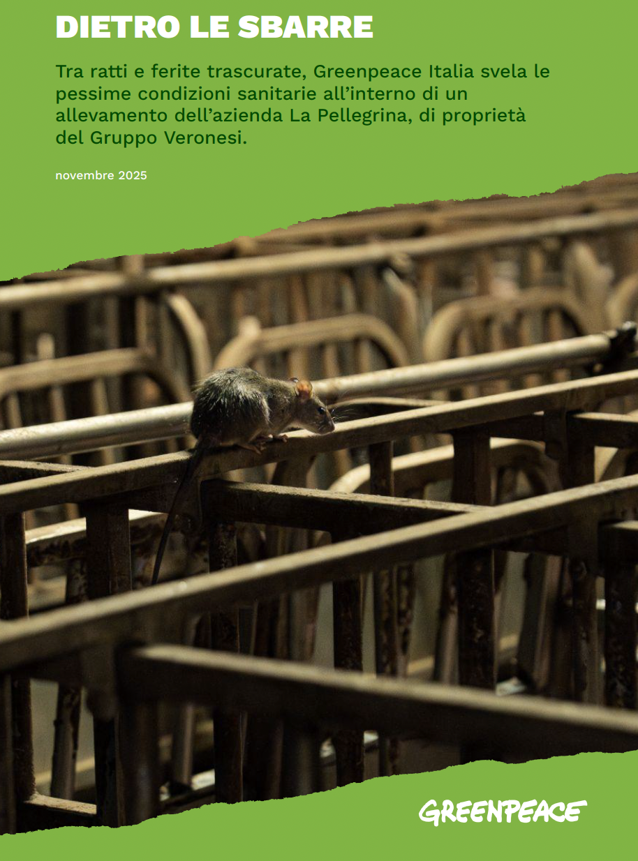 “Dietro le sbarre”, Greenpeace Italia svela cosa accade in un allevamento made in Italy
