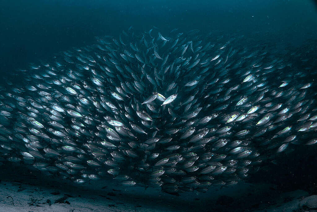 Un banco di pesci lolosi nuota al largo della costa dell'isola di Manyaifun, nel distretto di Waigeo occidentale (Papua sud-occidentale) Un banco di pesci lolosi nuota al largo della costa dell'isola di Manyaifun, nel distretto di Waigeo occidentale (Papua sud-occidentale)