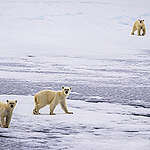 A polar bear mother with two cubs on the morning of 11 June 2023 in the Greenland Sea between Spitsbergen and Greenland, photographed from aboard the research icebreaker Polarstern.
Eine Eisbärenmutter mit zwei Jungtieren am Morgen des 11. Juni 2023 in der Grönlandsee zwischen Spitzbergen und Grönland, aufgenommen von Bord des Forschungseisbrechers Polarstern.