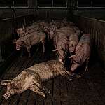 Dentro un allevamento intensivo: cannibalismo tra maiali, malattie e abbandono