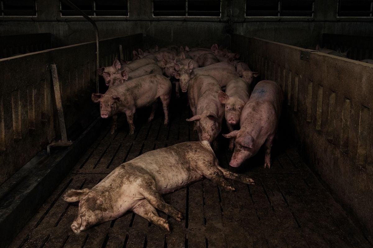 Dentro un allevamento intensivo: cannibalismo tra maiali, malattie e abbandono
