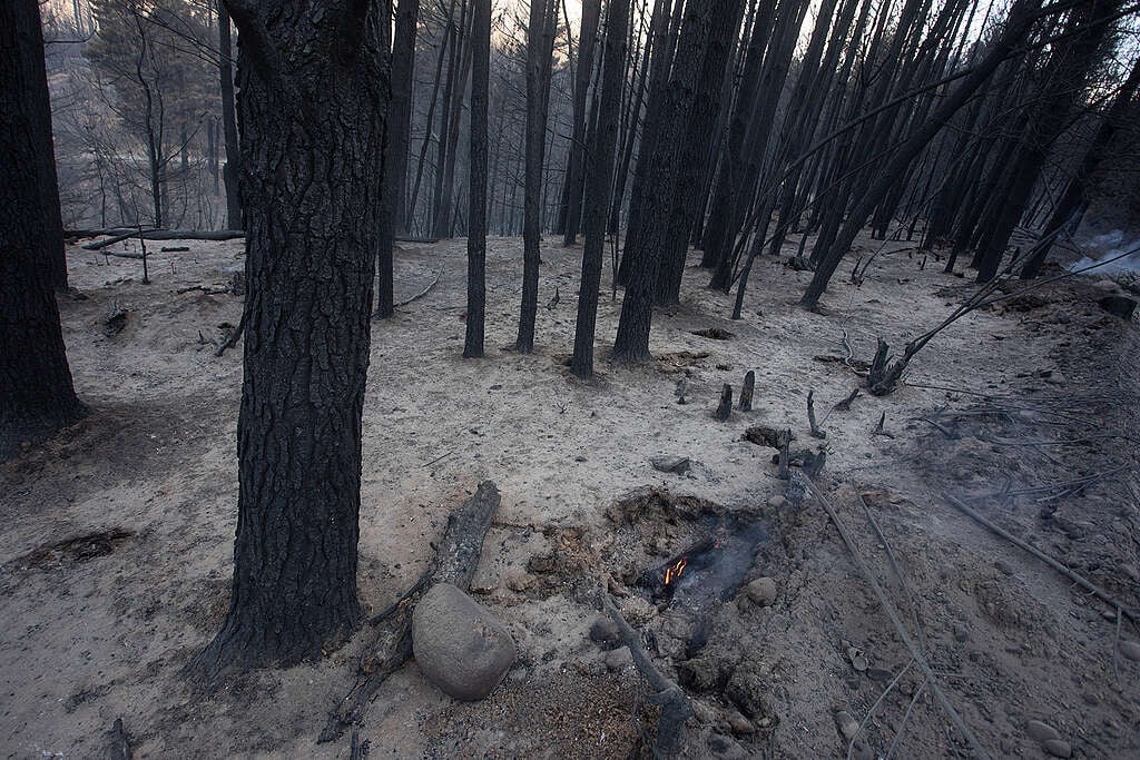 Veduta di alberi bruciati dagli incendi in Patagonia. Dal terreno si leva il fumo di piccoli focolai non ancora estinti.