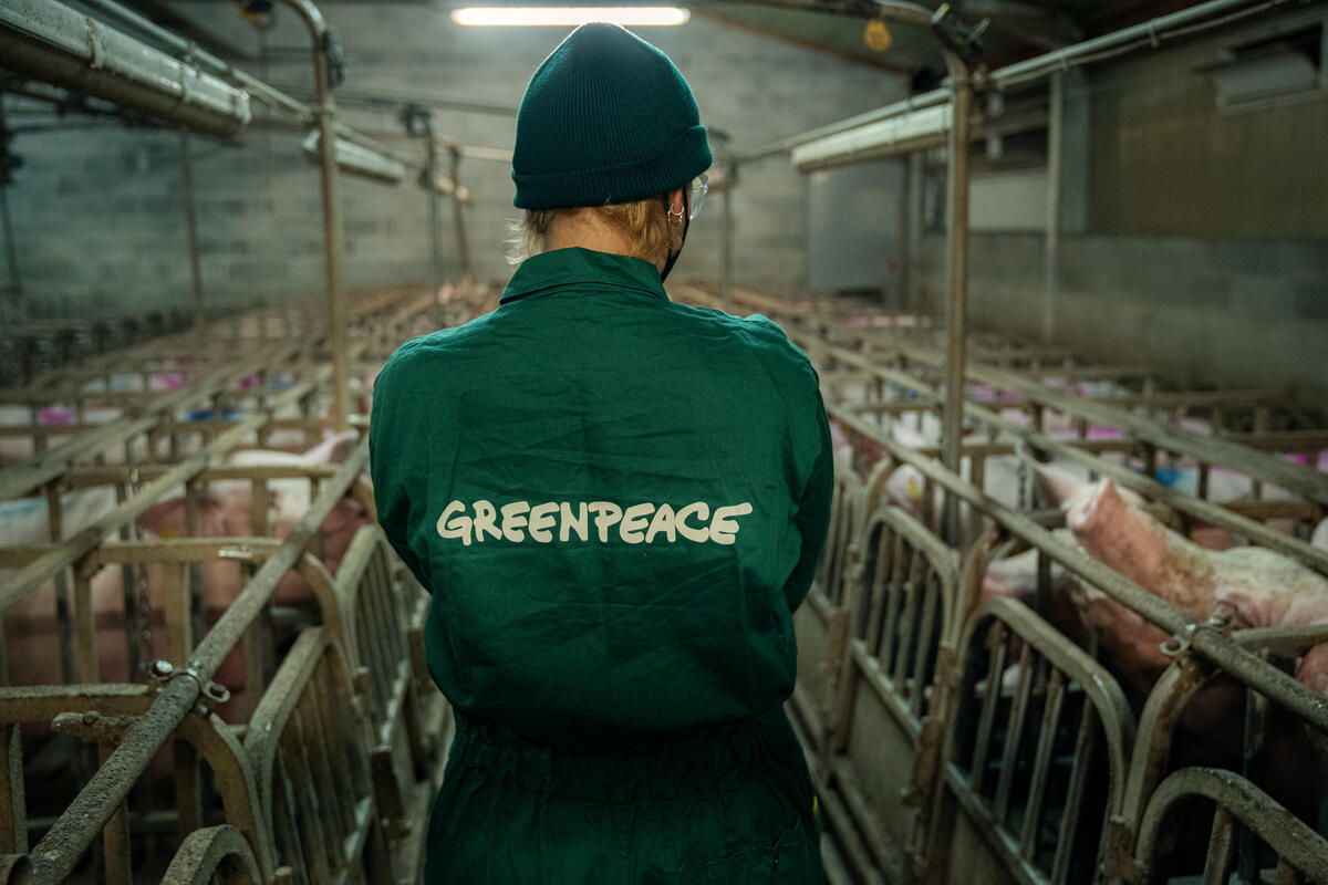 Pigs at Factory Farm in Italy. © Greenpeace Pigs at Factory Farm in Italy. © Greenpeace