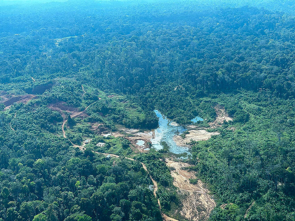 Activists Expose Vast Illegal Mining Operations in and around Rio Novo National Park, Pará
Greenpeace Brasil revela extensa área de garimpo ilegal no entorno do Parque Nacional do Rio Novo, no Pará