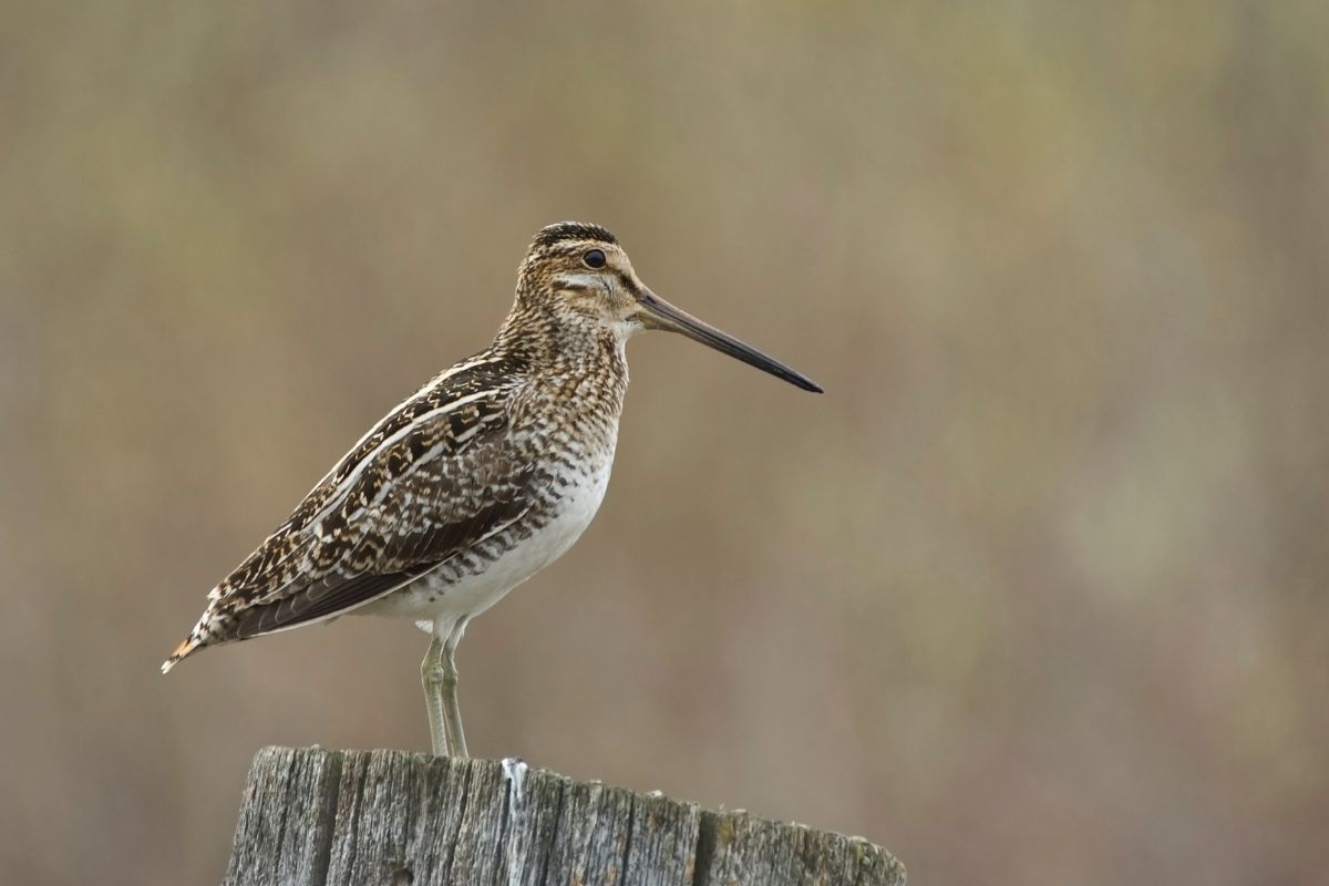 Le mani sulla Natura: il DDL Caccia smantella trent&rsquo;anni di tutela della fauna