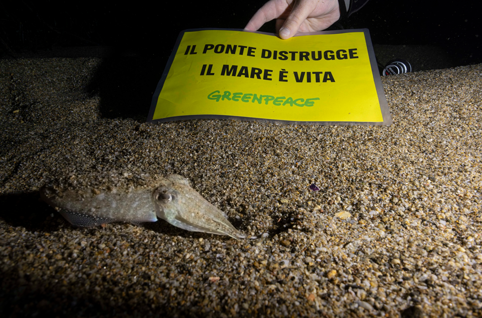 Ponte&nbsp;sullo Stretto, Greenpeace lancia il progetto &ldquo;Aggiungiamo bellezza al mare&rdquo; per difendere un ecosistema unico al mondo che rischia di scomparire sotto una colata di cemento