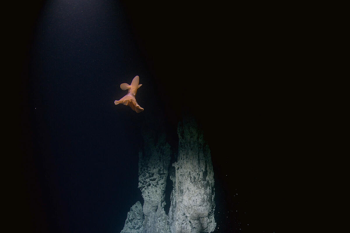 Ecco cosa abbiamo trovato nelle profondit&agrave; marine dell&rsquo;Artico!