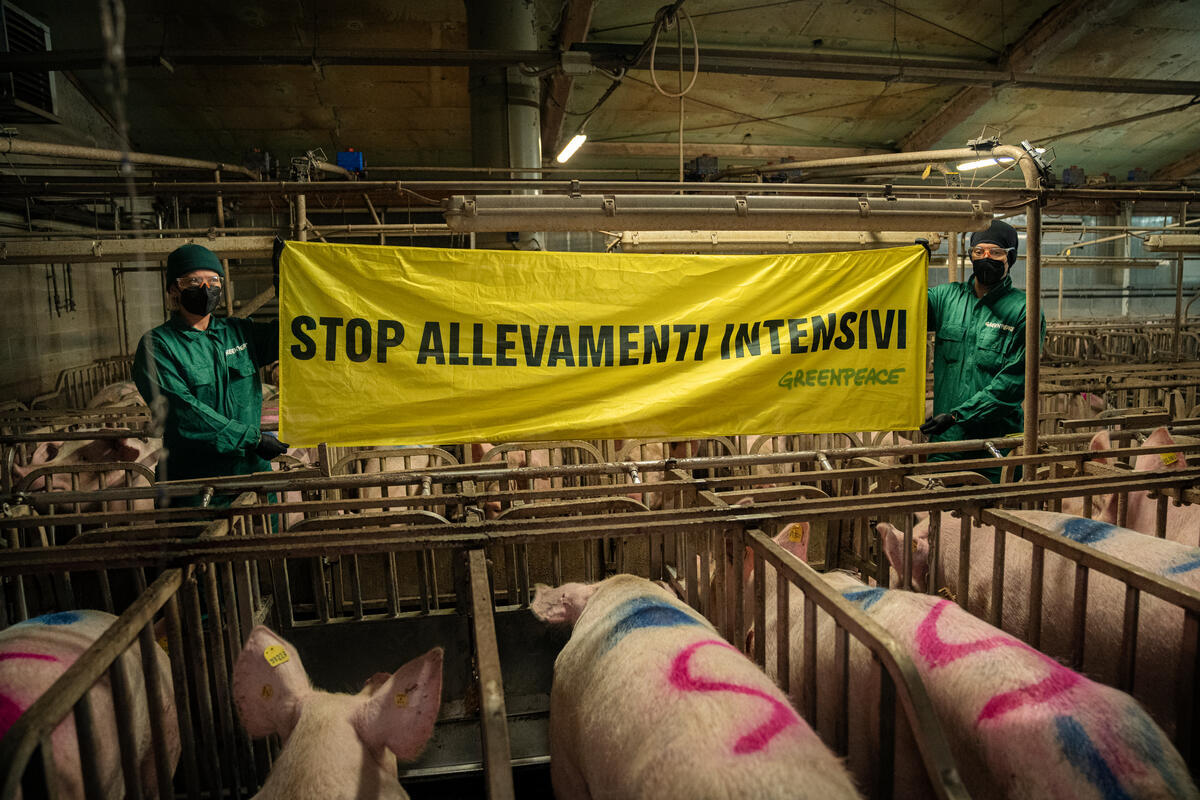 Giornata degli animali negli allevamenti, associazioni: «l’Italia continua ad alimentare un sistema intensivo insostenibile per salute e territori»