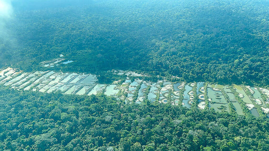 Activists Expose Vast Illegal Mining Operations in and around Rio Novo National Park, Pará
Greenpeace Brasil revela extensa área de garimpo ilegal no entorno do Parque Nacional do Rio Novo, no Pará