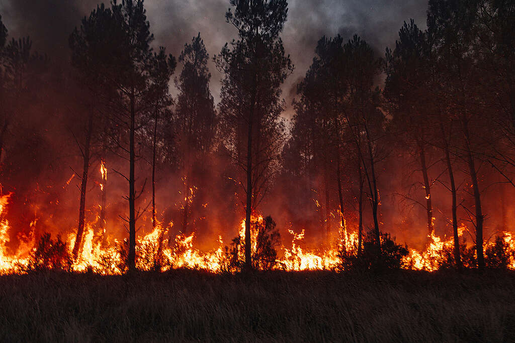 2_Incendi_Gironda_© Astrid LAGOUGINE _ Greenpeace