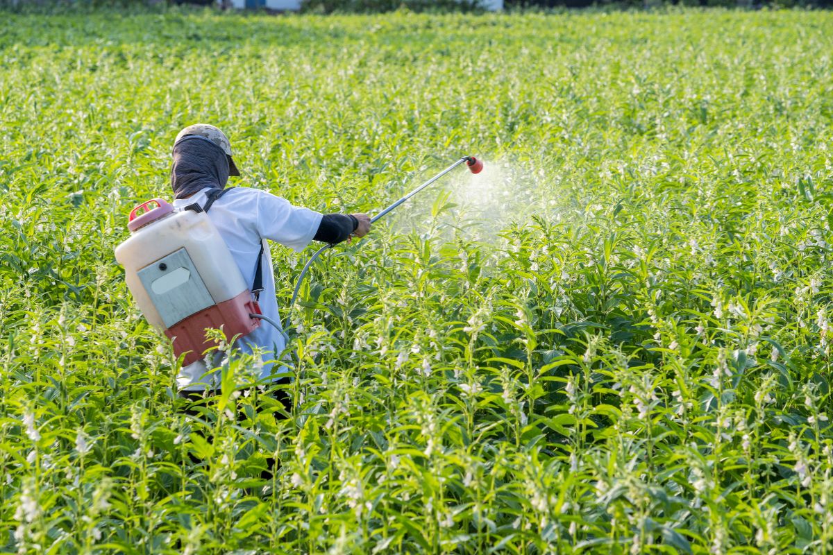 Pesticidi: cosa sono e perché rappresentano un pericolo per api, persone e ambiente