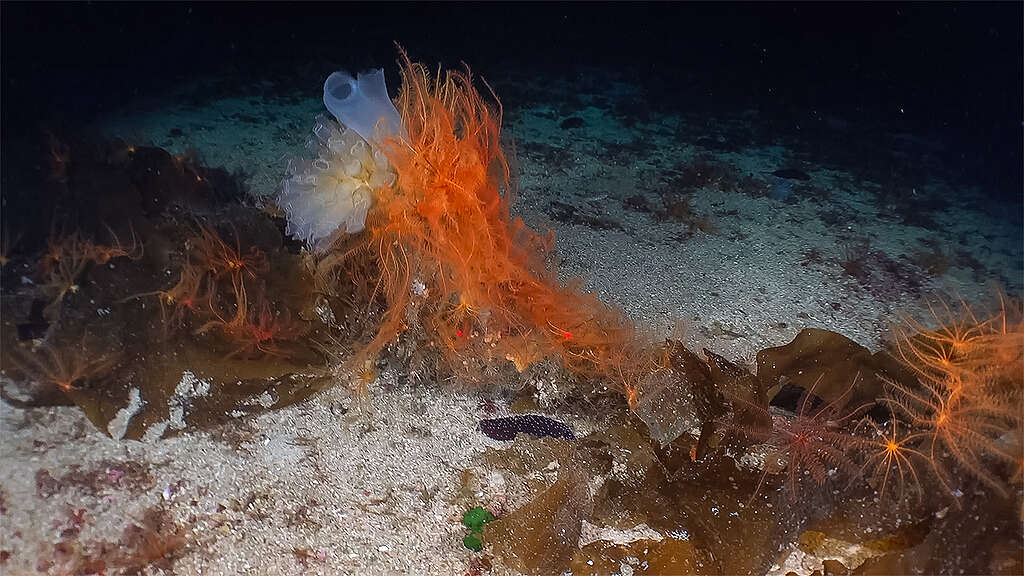 palinuro-seamount-greenpeace Panoramica sottomarina del Palinuro Seamount