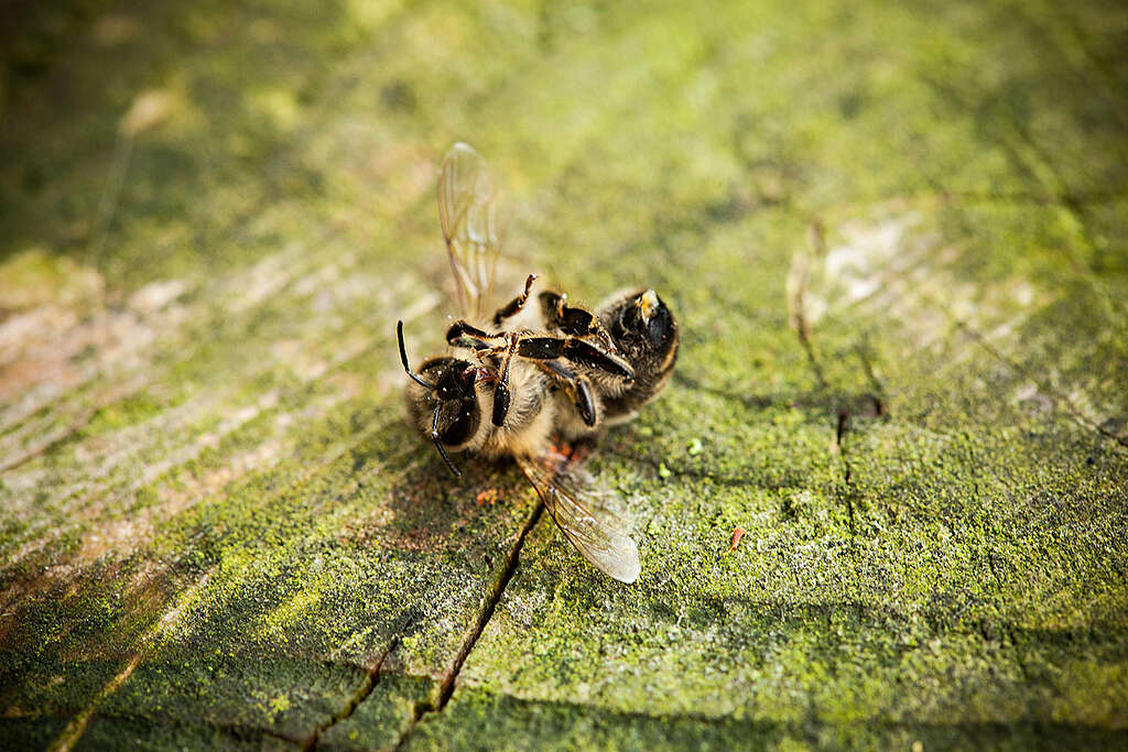 Dead Bee in Germany
Tote Biene Primo piano di un'ape morta su una mano