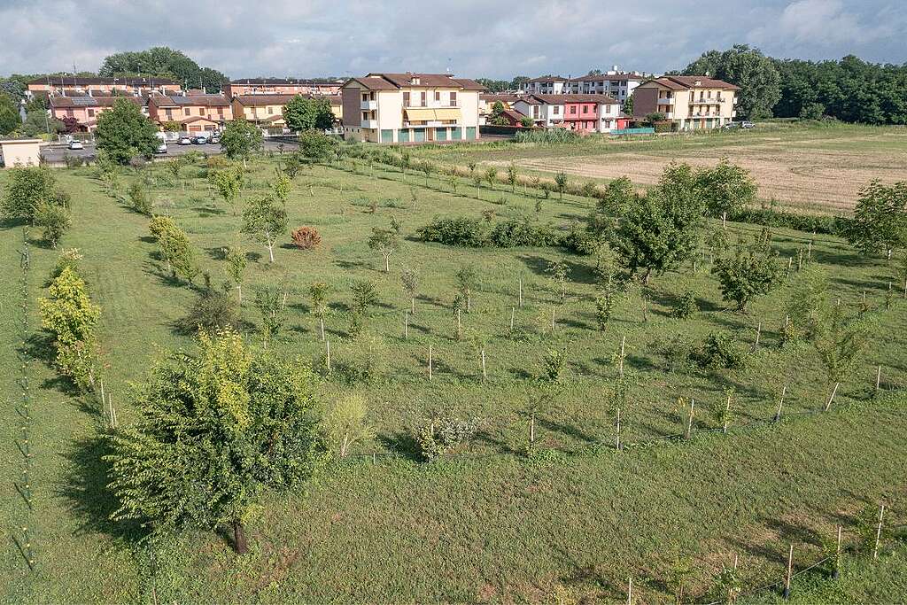 bosco-api-cremona-greenpeace