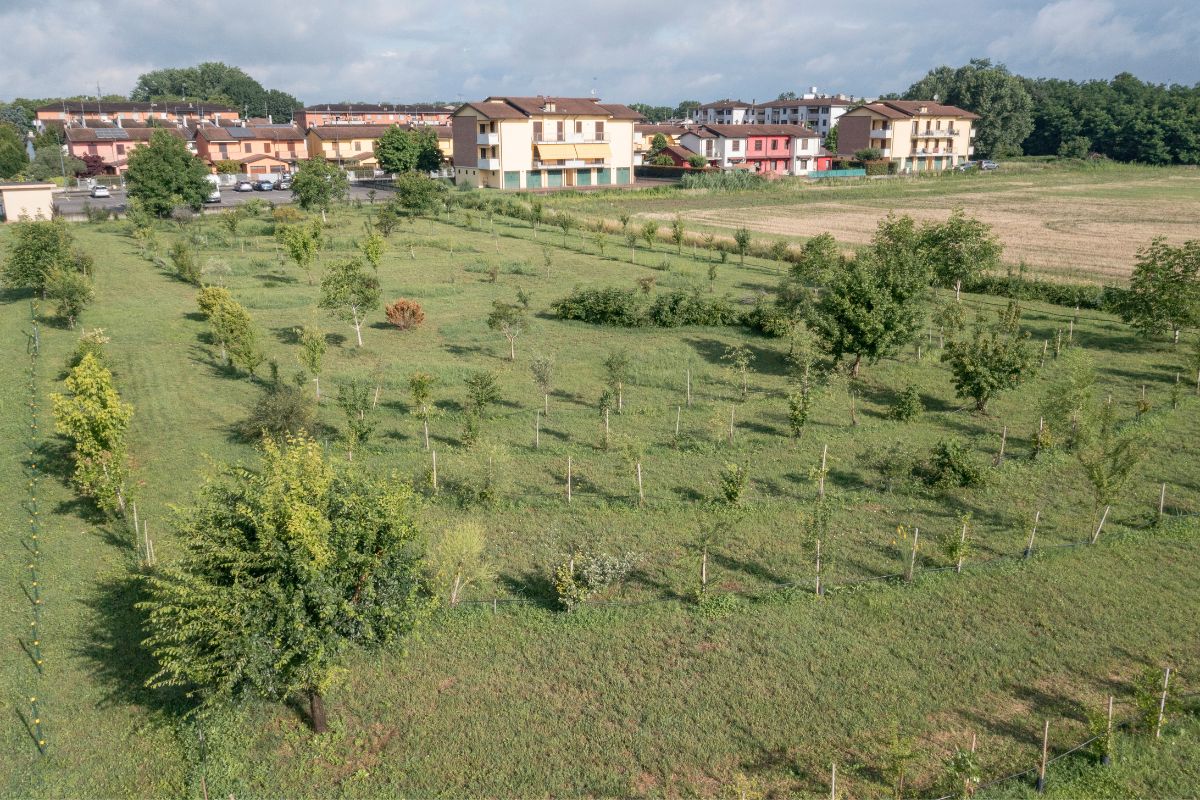 Perché gli alberi in città sono una difesa contro la crisi climatica