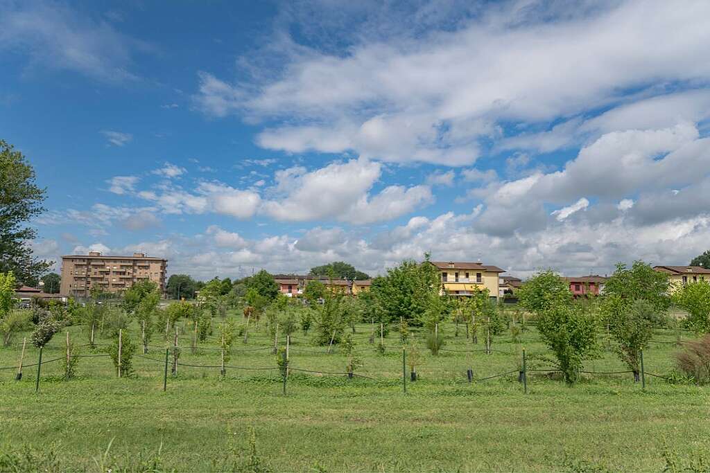 7-bosco-api-cremona-greenpeace