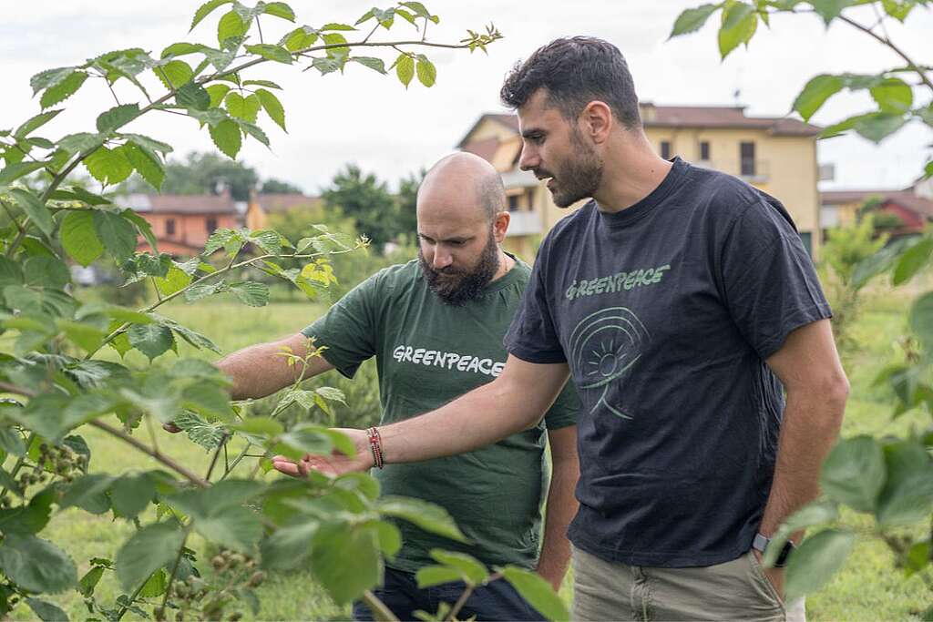 3-bosco-api-cremona-greenpeace