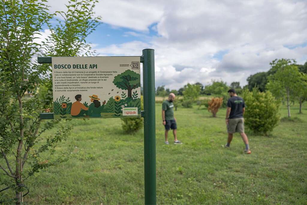 4-bosco-api-cremona-greenpeace