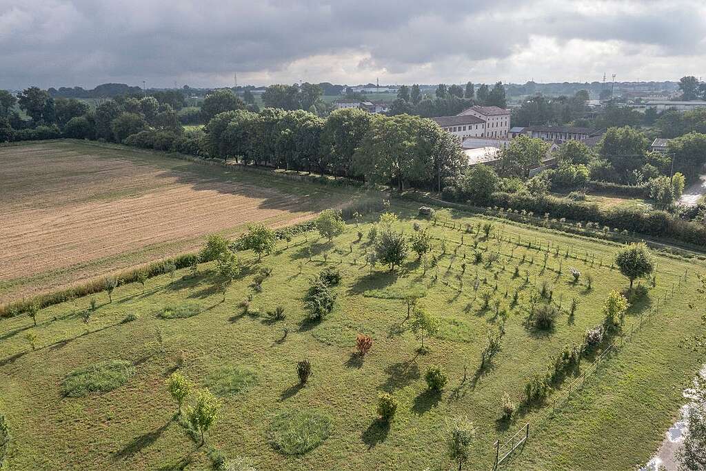 5-bosco-api-cremona-greenpeace
