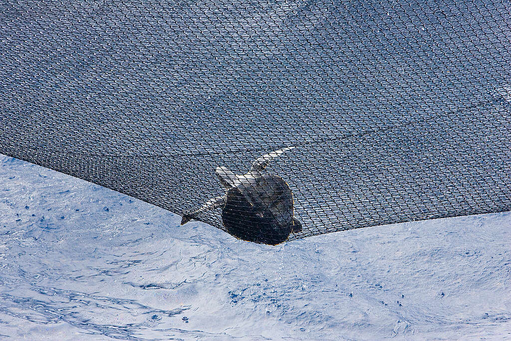 Turtle in East Pacific Ocean