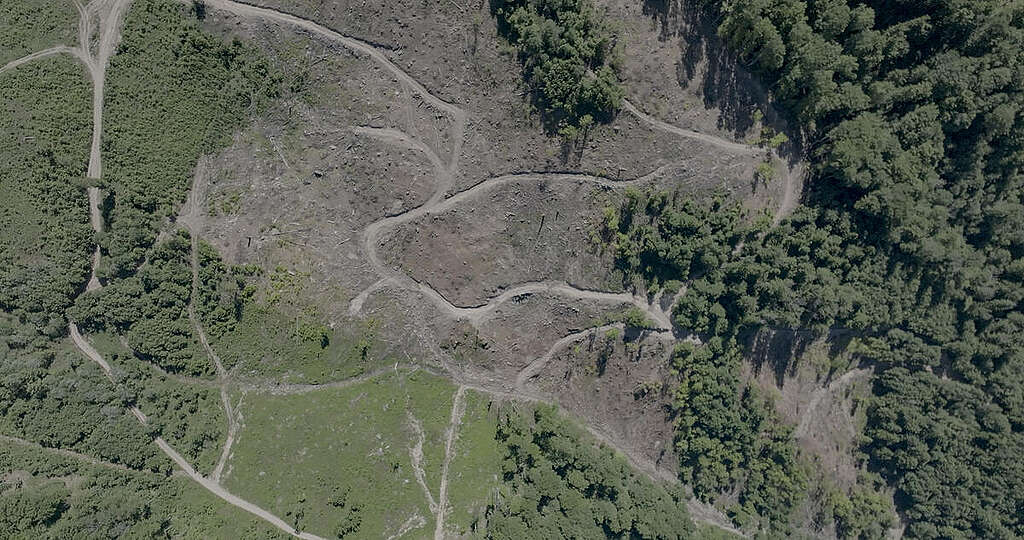Clearcut in Romanian Carpathians
Background Luftaufnahme der Rumänischen Karpaten Veduta aerea di una zona disboscata nel distretto di Rusca Montana, nei Carpazi rumeni