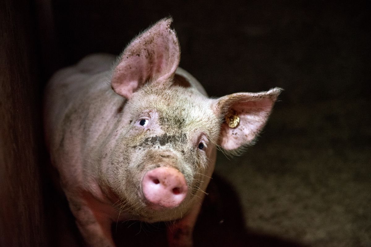 Oggi è la Giornata Mondiale degli Animali negli Allevamenti
