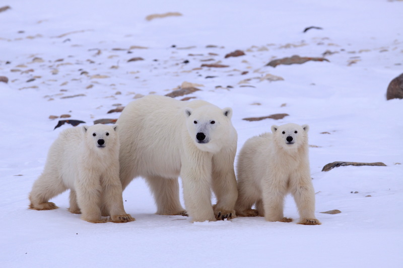 気候変動の影響に受ける北極に暮らすホッキョクグマの親子