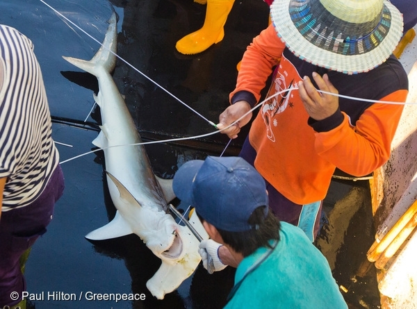 サメからもsos マグロ漁に隠されたサメの受難 国際環境ngoグリーンピース