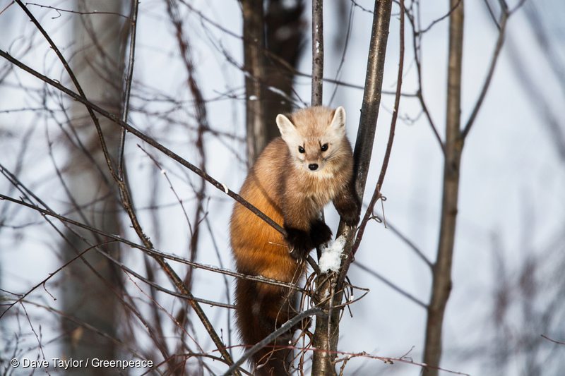 American Pine Marten in Canadian Boreal Forest