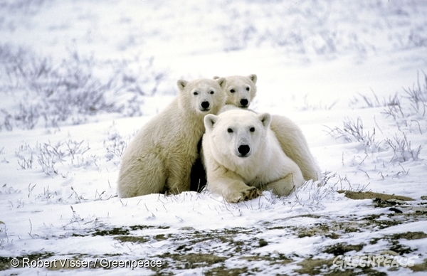 グリーンピース、北極に暮らすホッキョクグマの家族