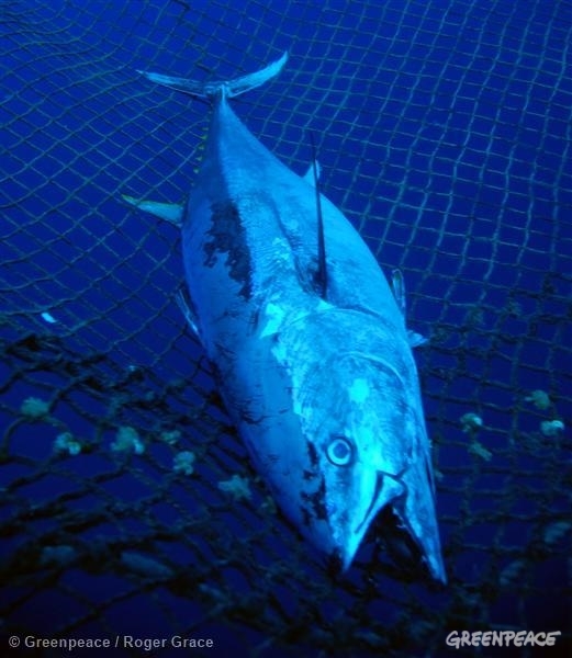 マグロが絶滅したらやばい 3つの理由 国際環境ngoグリーンピース