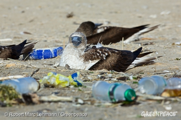 クジラ の おなか から プラスチック