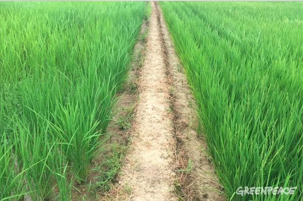 田んぼの生きもの調査をしています 国際環境ngoグリーンピース 田んぼの生きもの調査をしています 国際環境ngoグリーンピース