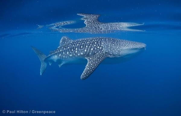 サメからもsos マグロ漁に隠されたサメの受難 国際環境ngoグリーンピース