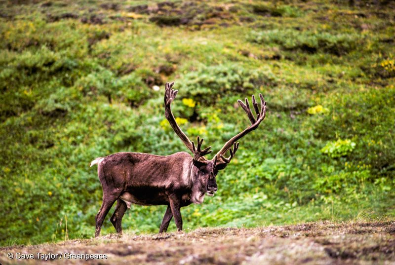 Woodland Caribou in Canadian Boreal Forest