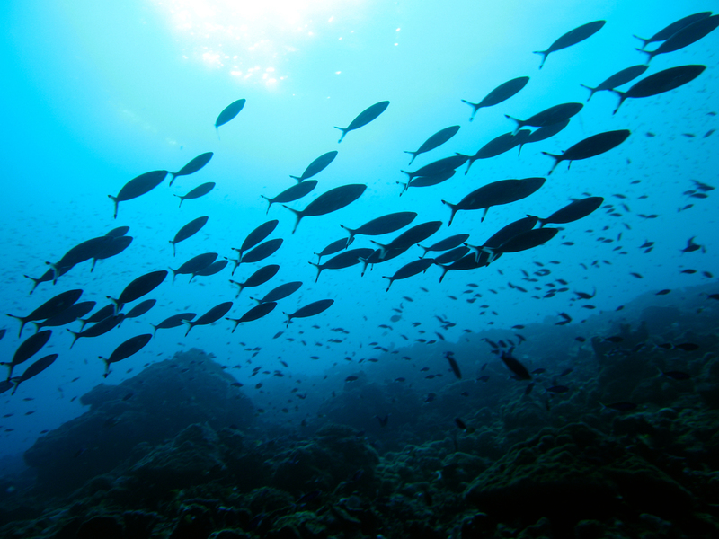 海の温暖化、消える漁場、サンゴの死