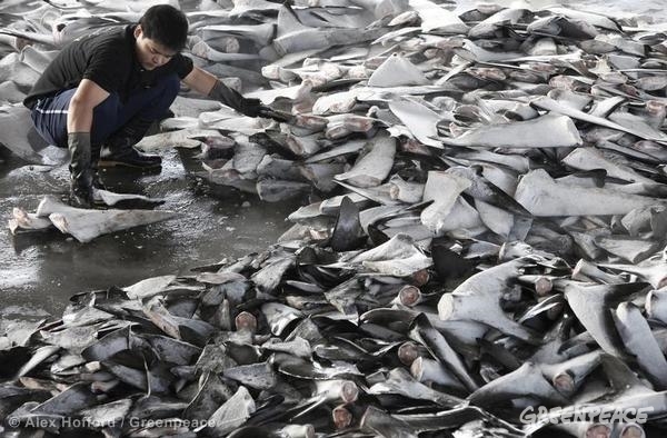 海 漁業 流通のいま 海の現状について 国際環境ngoグリーンピース