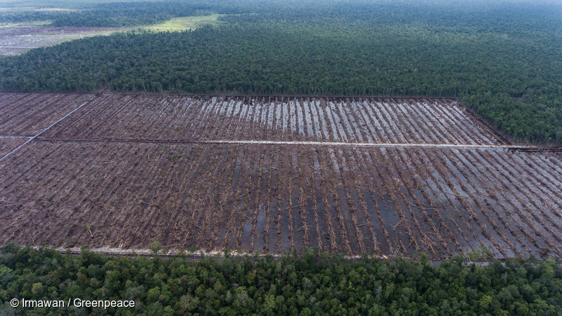 グリーンピース調査：世界的ブランドとインドネシアの熱帯雨林破壊のつながりが明らかに